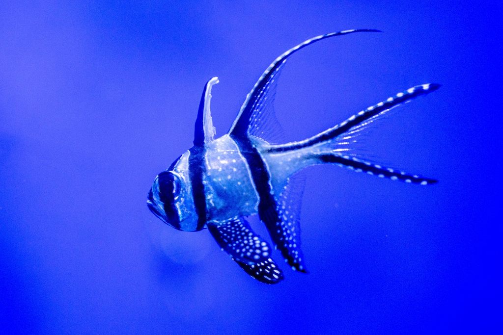 Cara Merawat Ikan Banggai Cardinal Fish