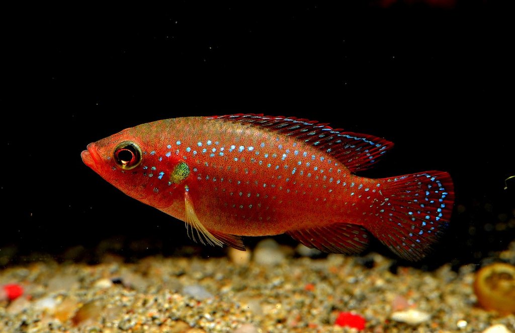 Cara Merawat Ikan Cichlid