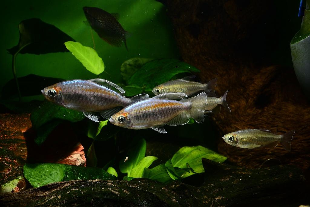 Cara Merawat Ikan Congo Tetra