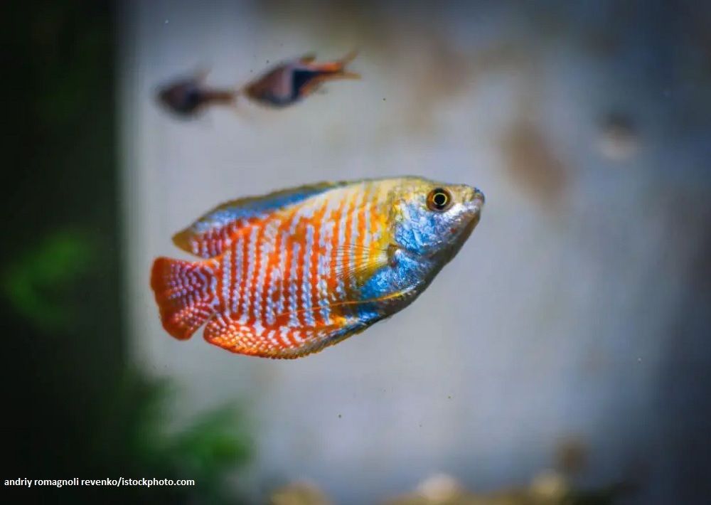 Cara Merawat Ikan Dwarf Gourami