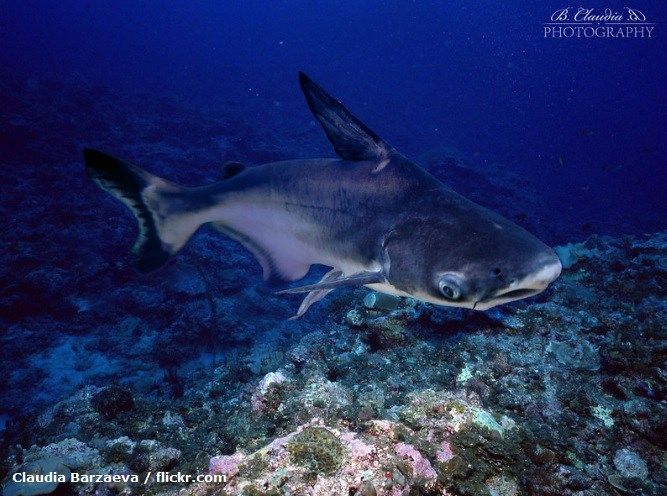 Cara Merawat Ikan Genghis Khan