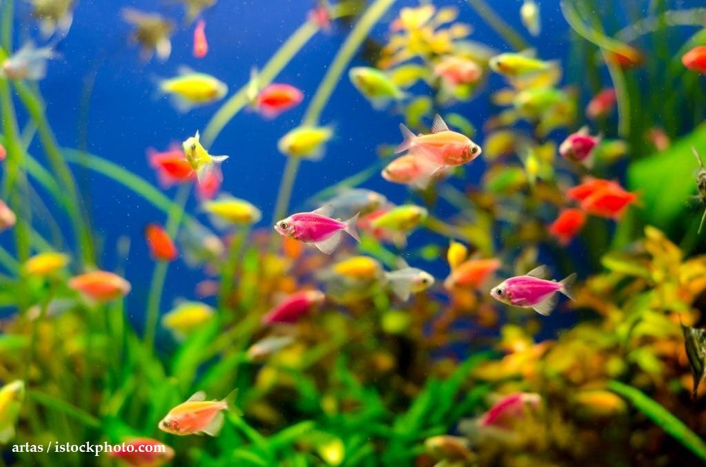 Cara Merawat Ikan Glofish Tetra