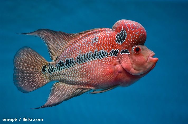 Cara Merawat Ikan Ikan Louhan