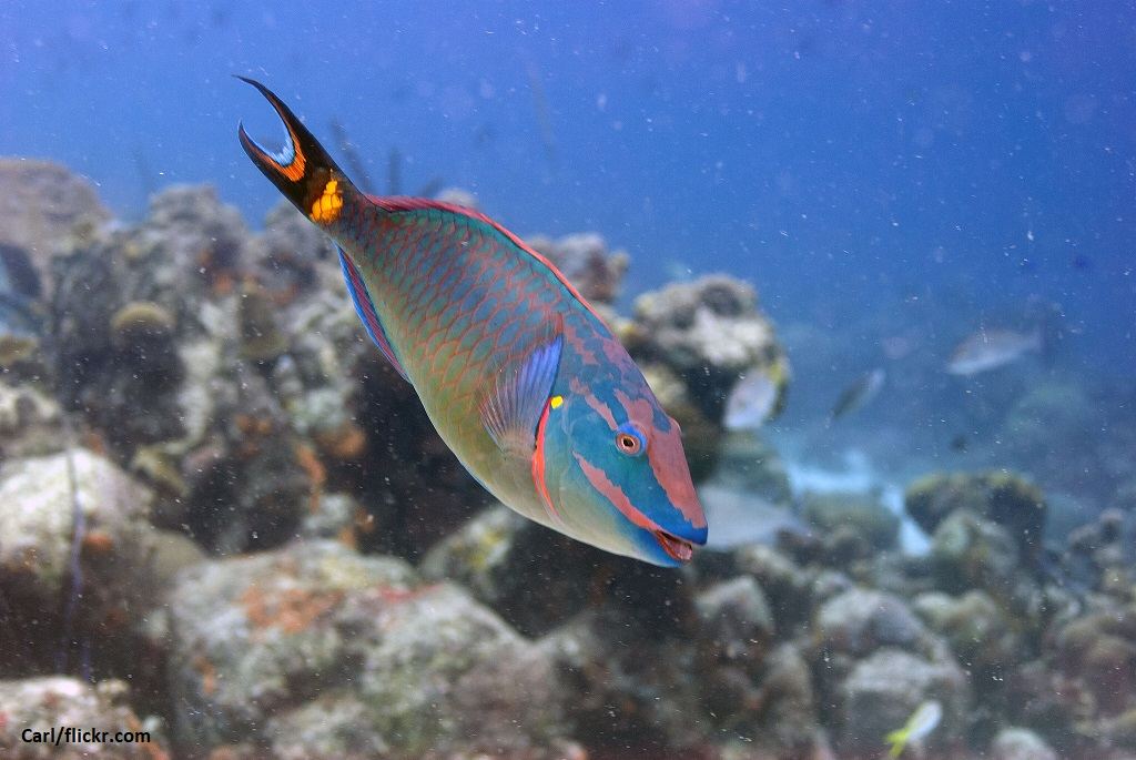Cara Merawat Ikan Kakatua