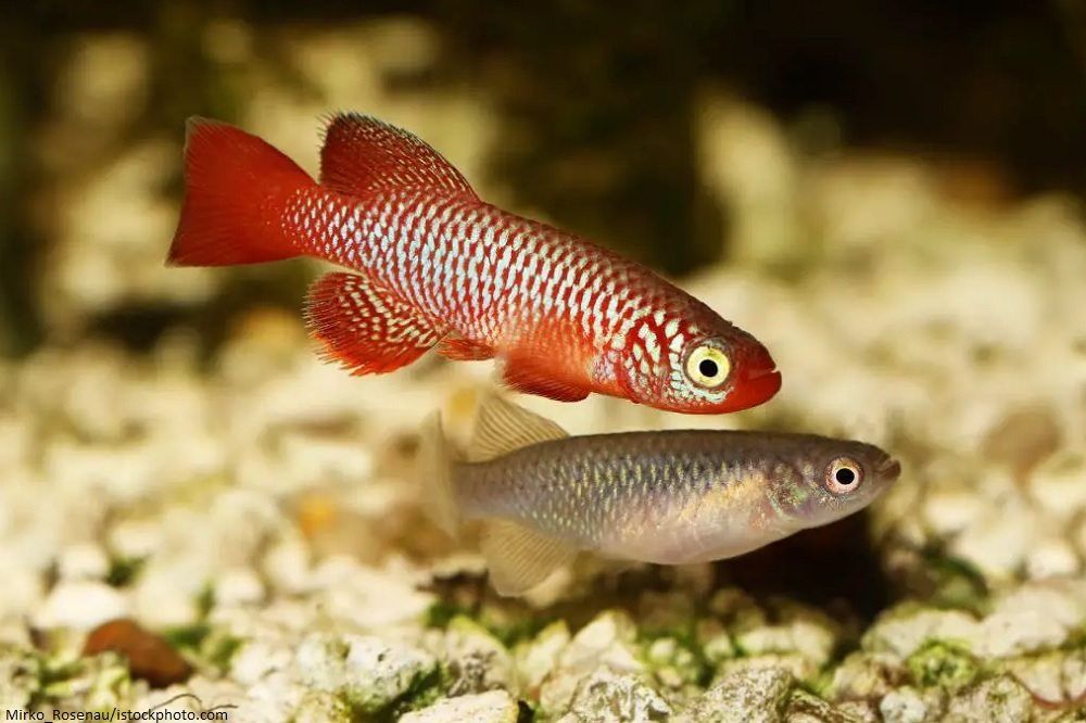 Cara Merawat Ikan Killifish