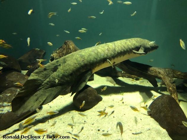 Cara Merawat Ikan Lungfish