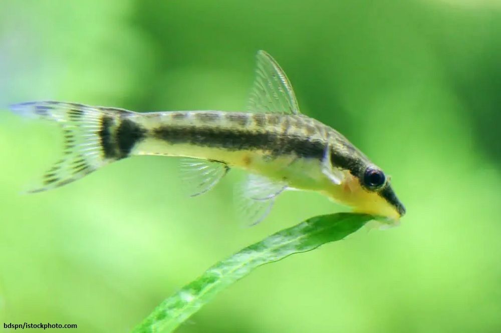 Cara Merawat Ikan Otocinclus