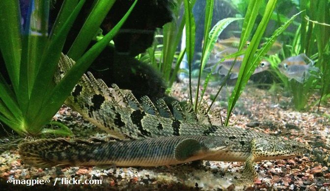 Cara Merawat Ikan Palmas