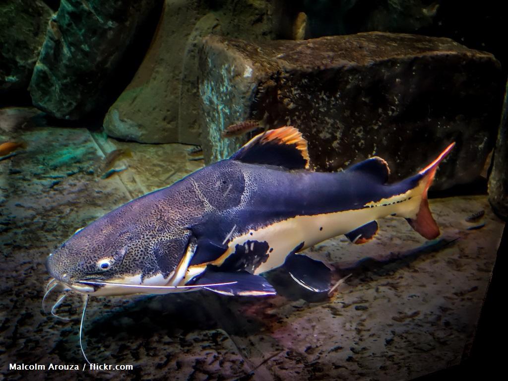 Cara Merawat Ikan Redtail Catfish