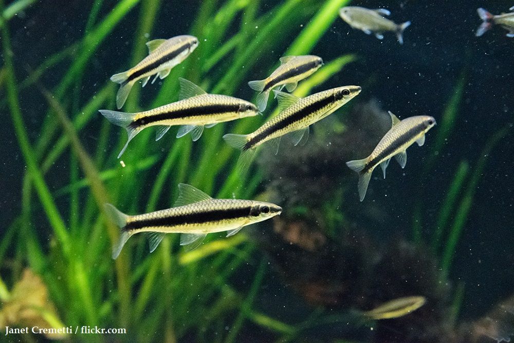 Cara Merawat Ikan Siamese Algae Eater