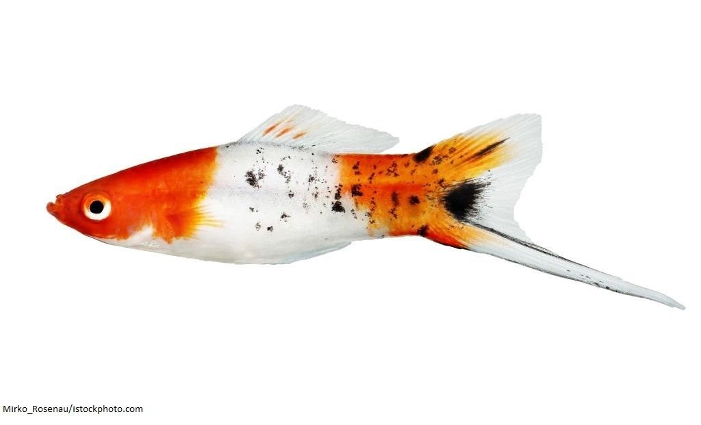 Cara Merawat Ikan Swordtail
