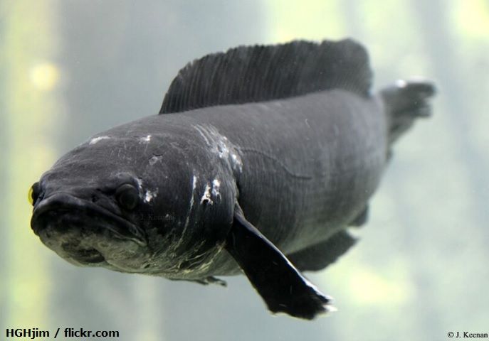 Cara Merawat Ikan Toman