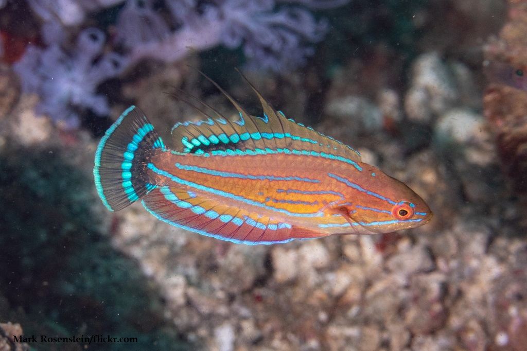 Ikan Wrasse