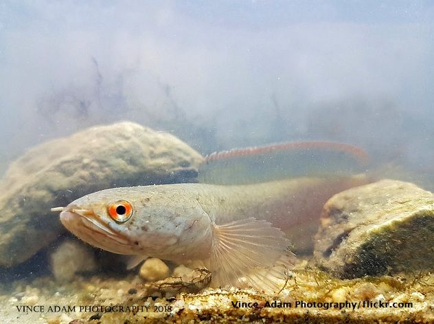 Jenis Ikan Channa Limbata