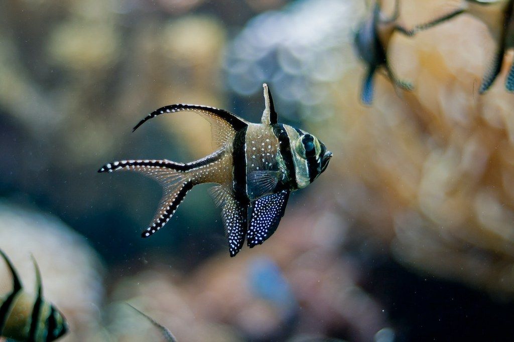 Ciri-ciri Banggai Cardinal Fish