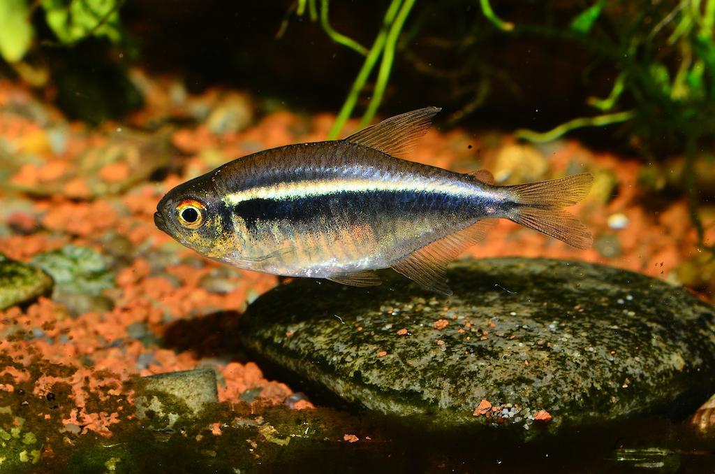 Ciri-ciri Ikan Black Neon Tetra