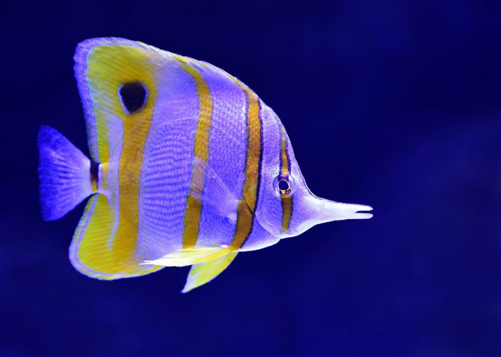 Ciri-ciri Ikan Butterfly Fish