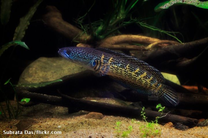 Ciri-ciri Ikan Channa
