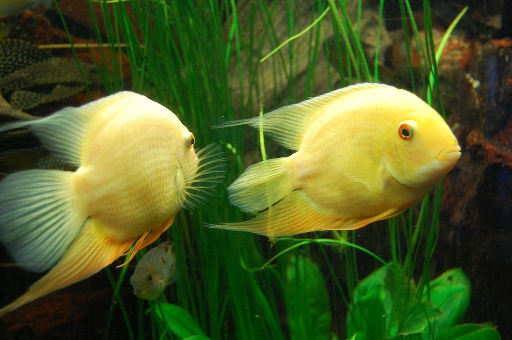 Ciri-ciri Ikan Cichlid