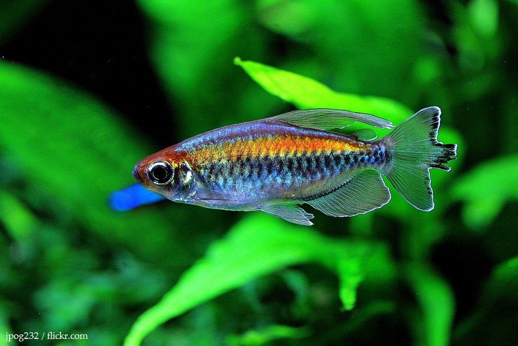Ciri-ciri Ikan Congo Tetra