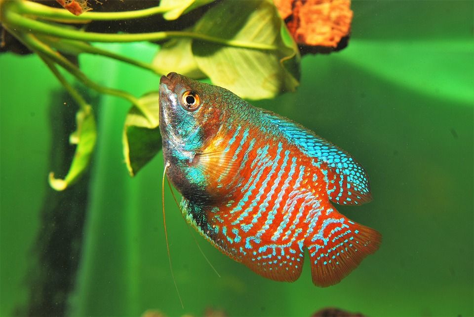 Ciri-ciri Ikan Dwarf Gourami