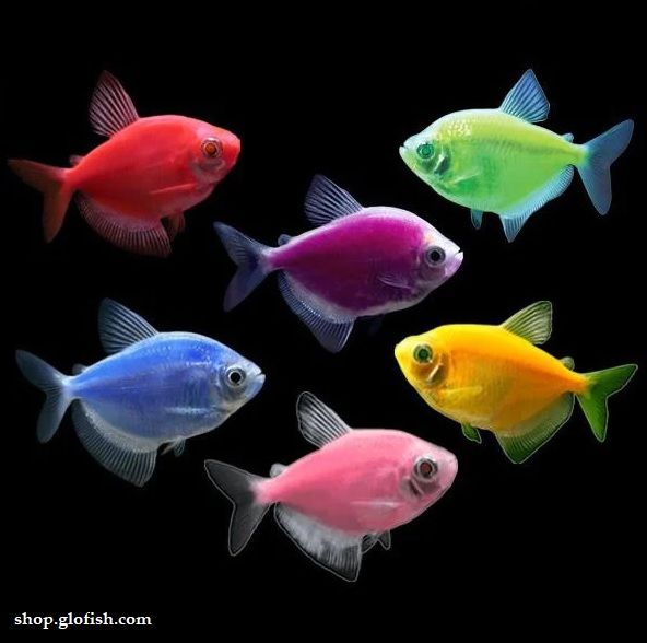 Ciri-ciri Ikan Glofish Tetra