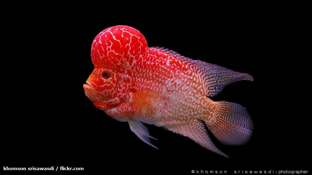 Ciri-ciri Ikan Louhan