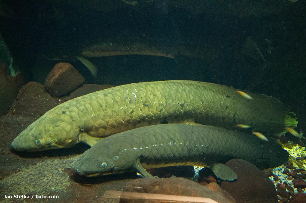 Ciri-ciri Ikan Lungfish