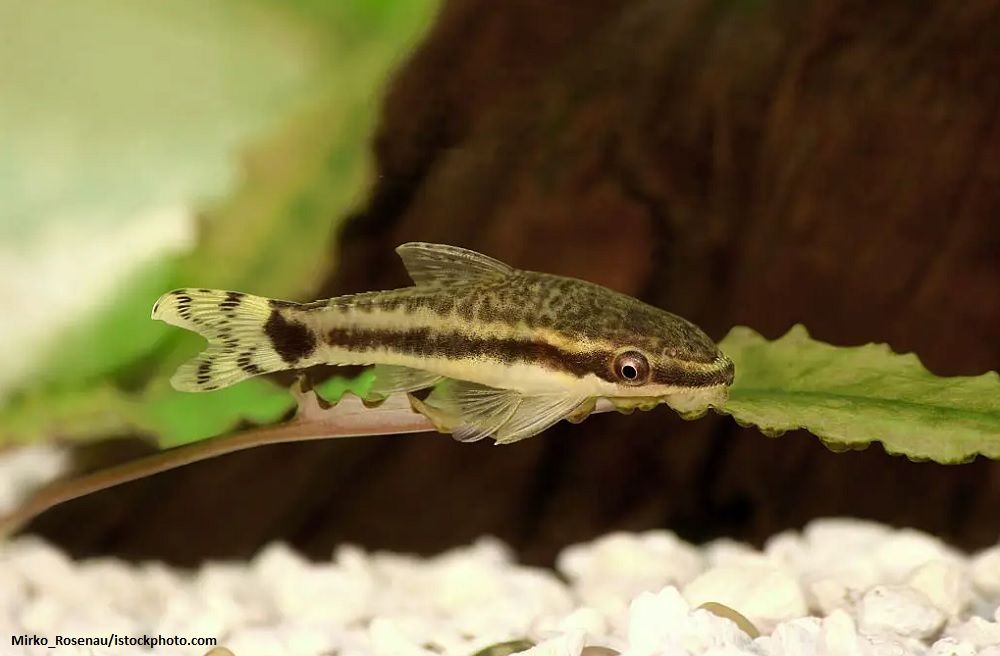 Ciri-ciri Ikan Otocinclus