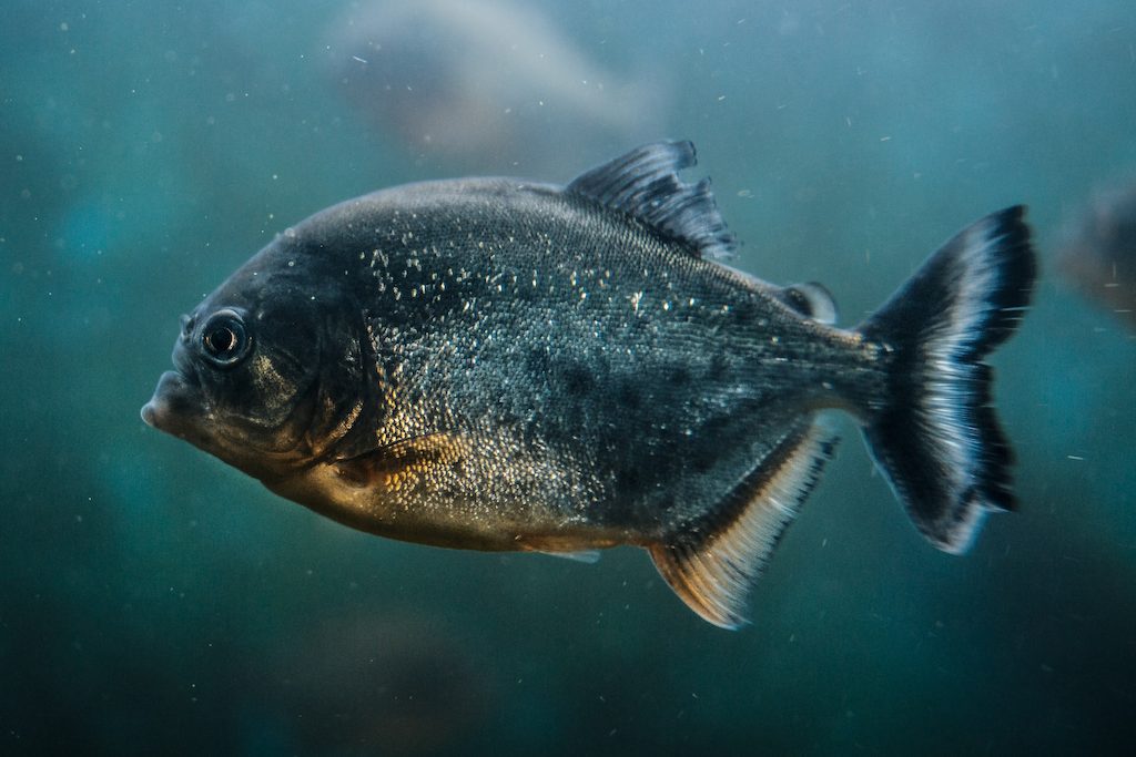 Ciri-ciri Ikan Piranha