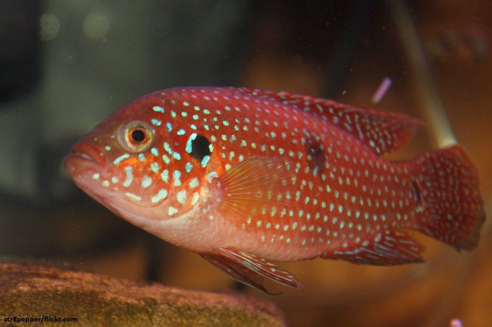 Ciri-ciri Ikan Red Jewel Cichlid