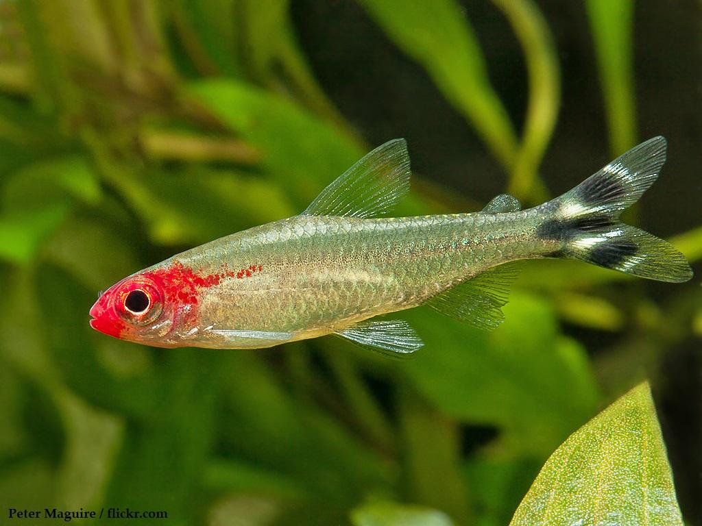 Ciri-ciri Ikan Red Nose Tetra