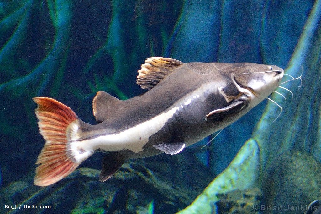 Ciri-ciri Ikan Redtail Catfish