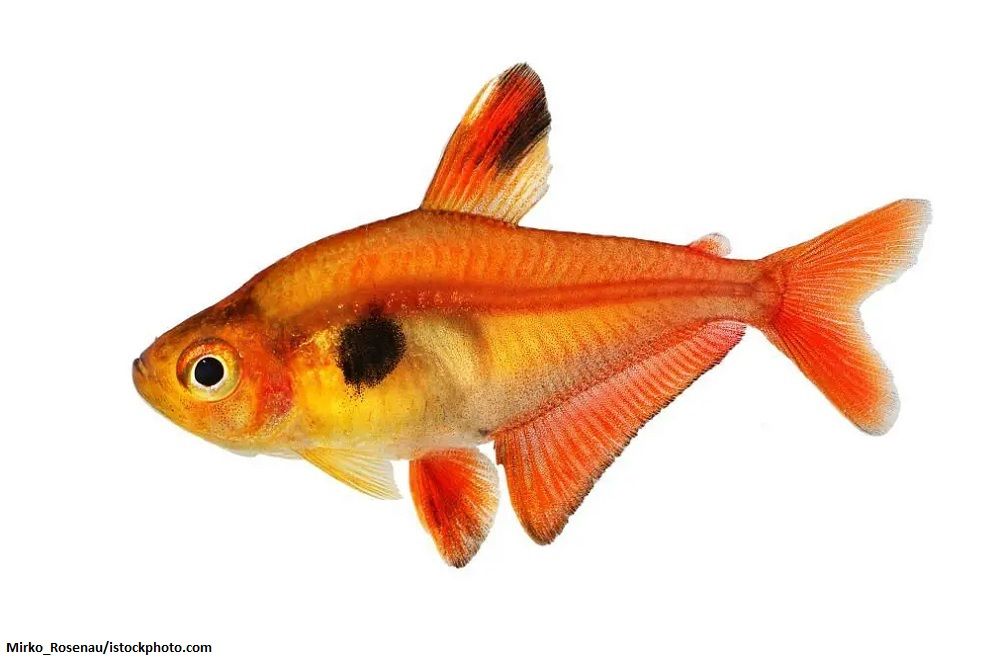 Ciri-ciri Ikan Serpae Tetra