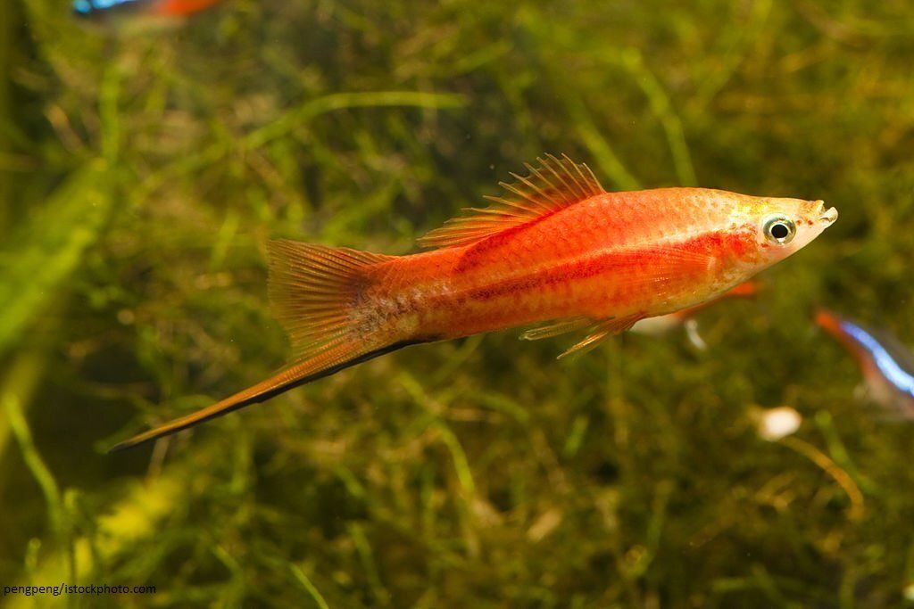 Ciri-ciri Ikan Swordtail