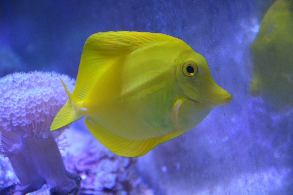 Ciri-ciri Ikan Yellow Tang
