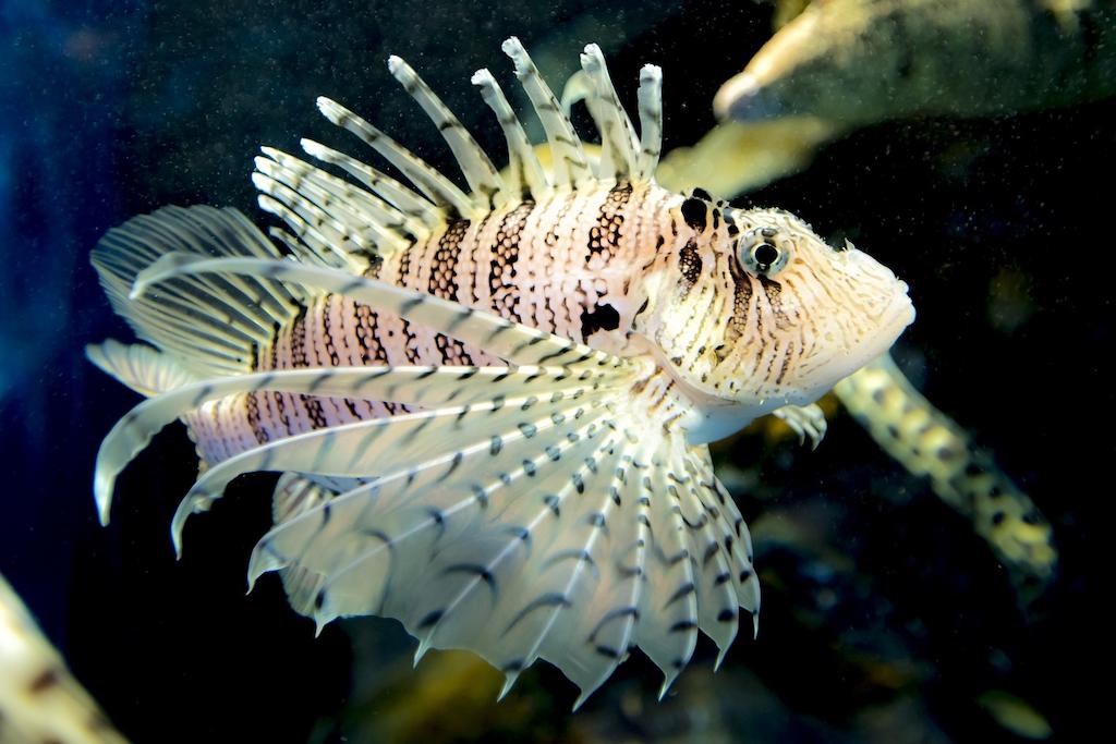 Ciri-ciri Lion Fish