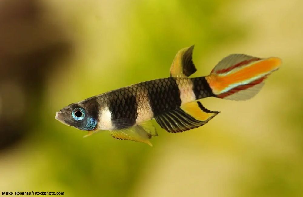 Jenis Ikan Killifish