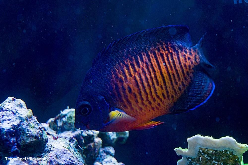 Coral Beauty Angelfish