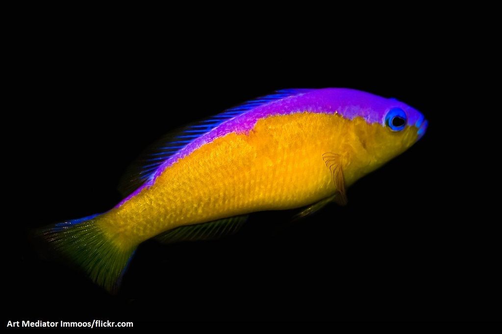 Ikan Dottyback