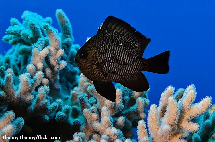 Ikan Damselfish: Jenis dan Panduan Perawatan - IkanPedia