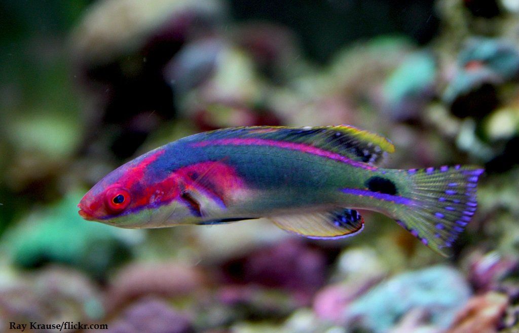 Ikan Wrasse