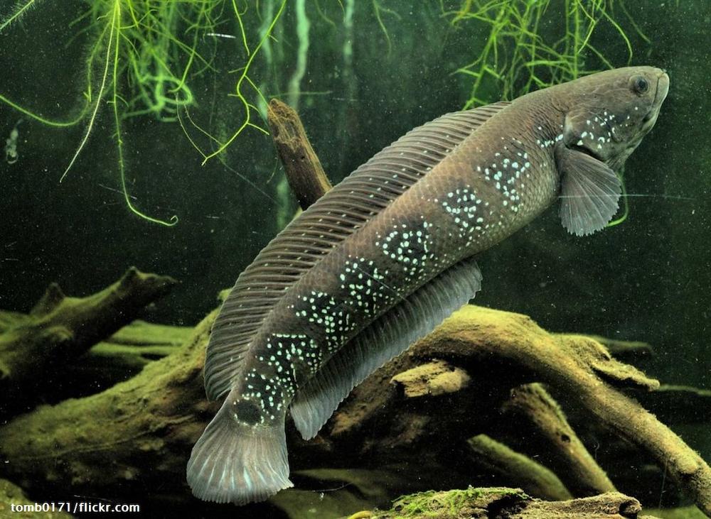 Fakta Tentang Ikan Channa