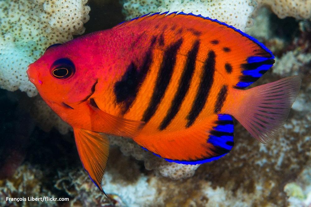 Flame Angelfish
