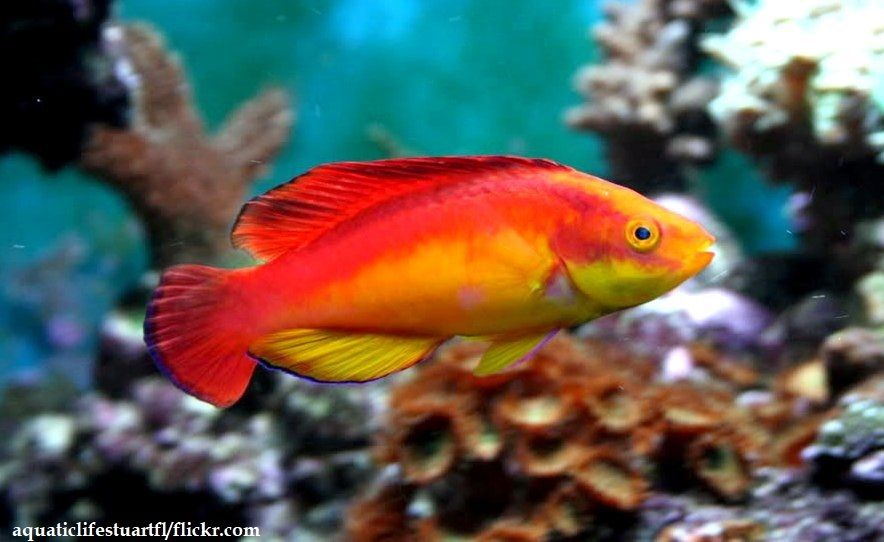 Ikan Wrasse
