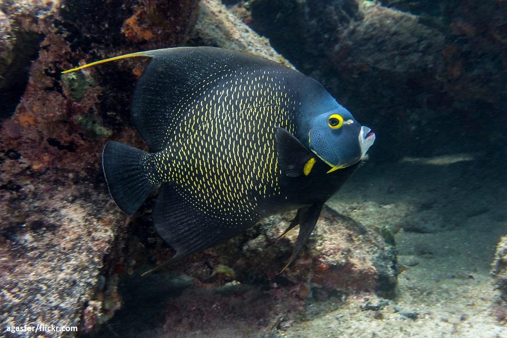 French Angelfish