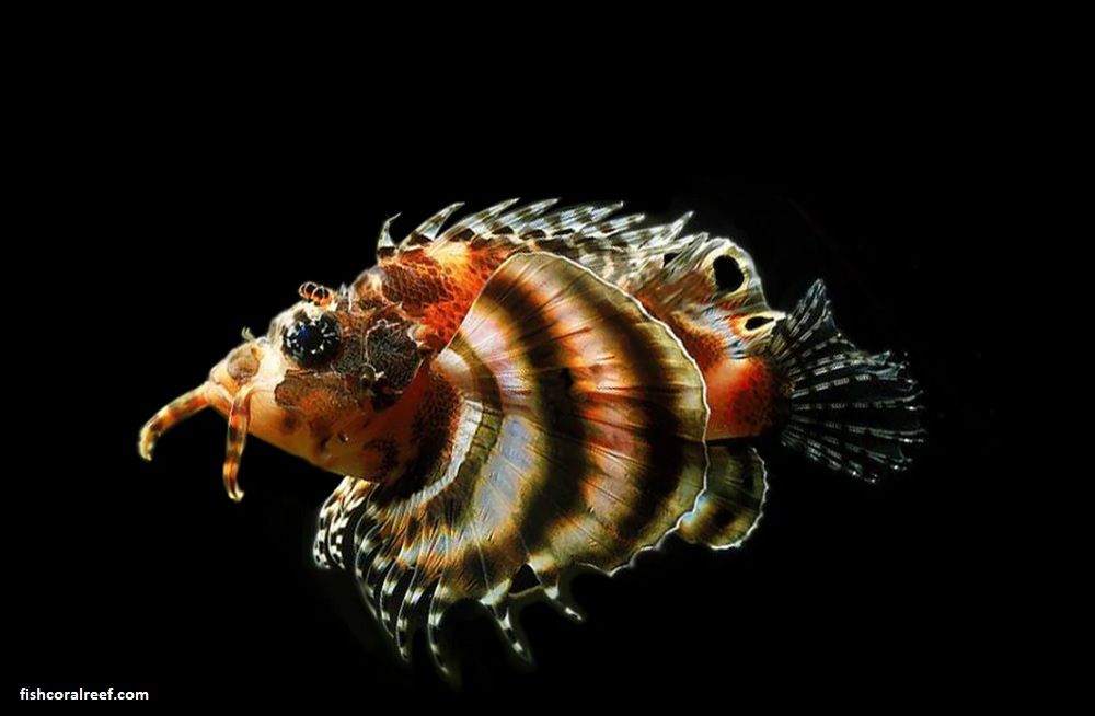 Fu Manchu Lion Fish