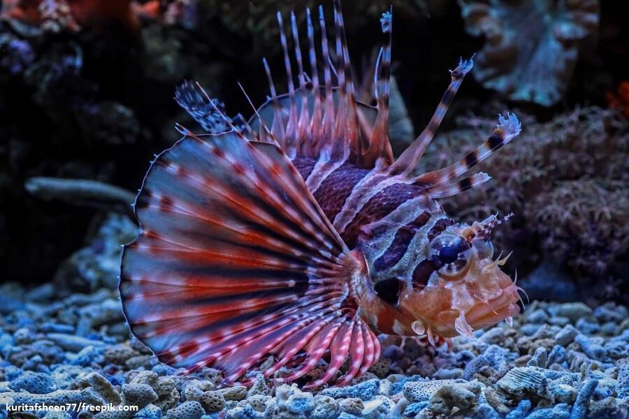 Fuzzy Dwarf Lion Fish