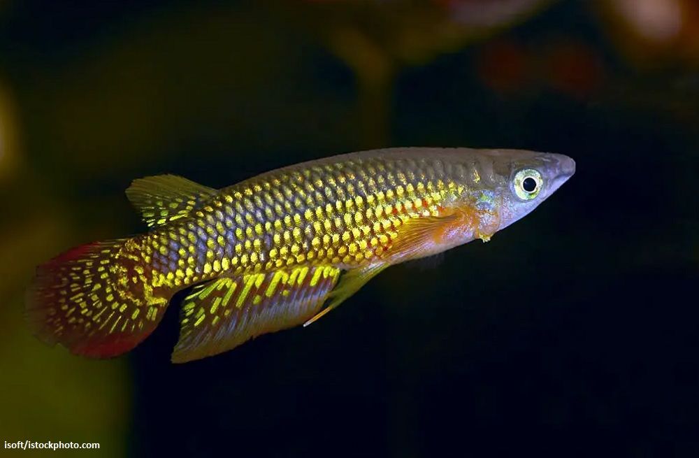 Jenis Ikan Killifish