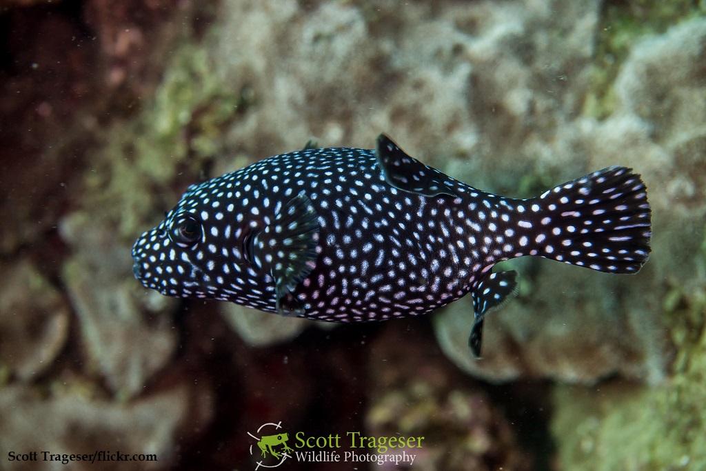 Ikan Puffer